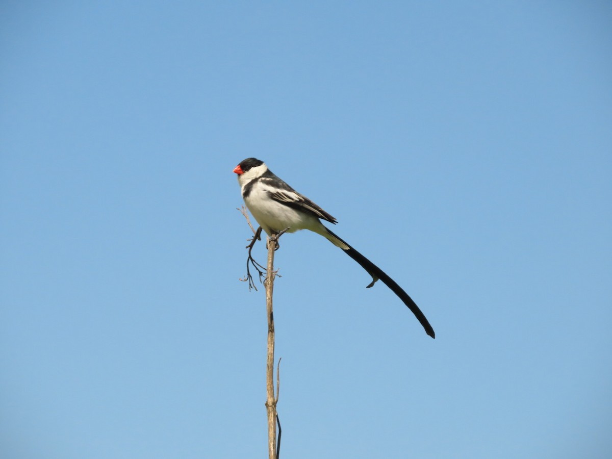 Pin-tailed Whydah - ML396600121