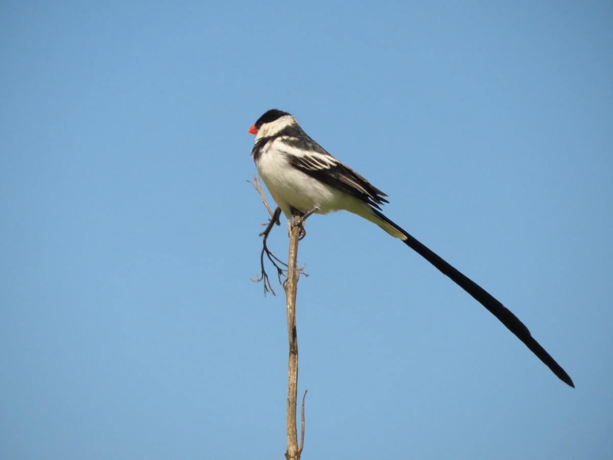 Pin-tailed Whydah - ML396600131