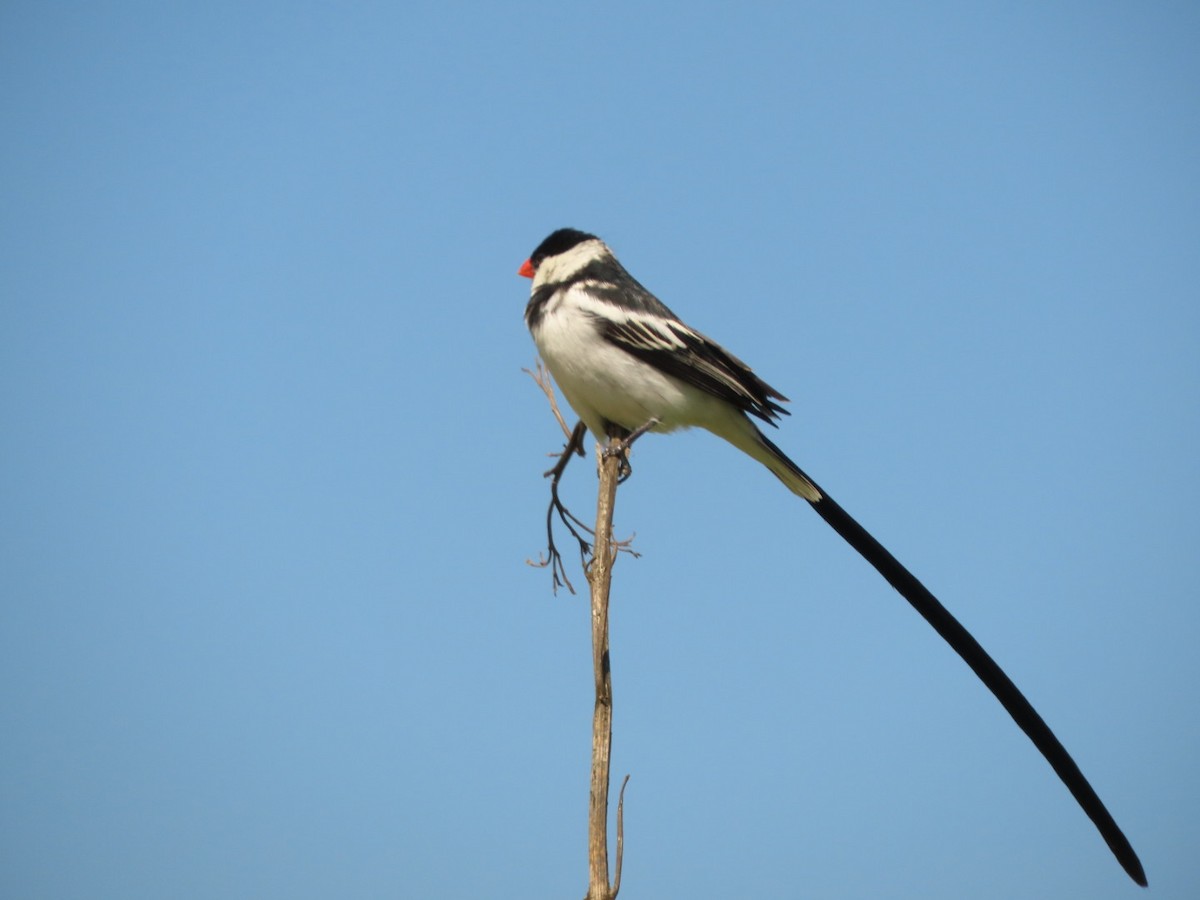 Pin-tailed Whydah - ML396600141