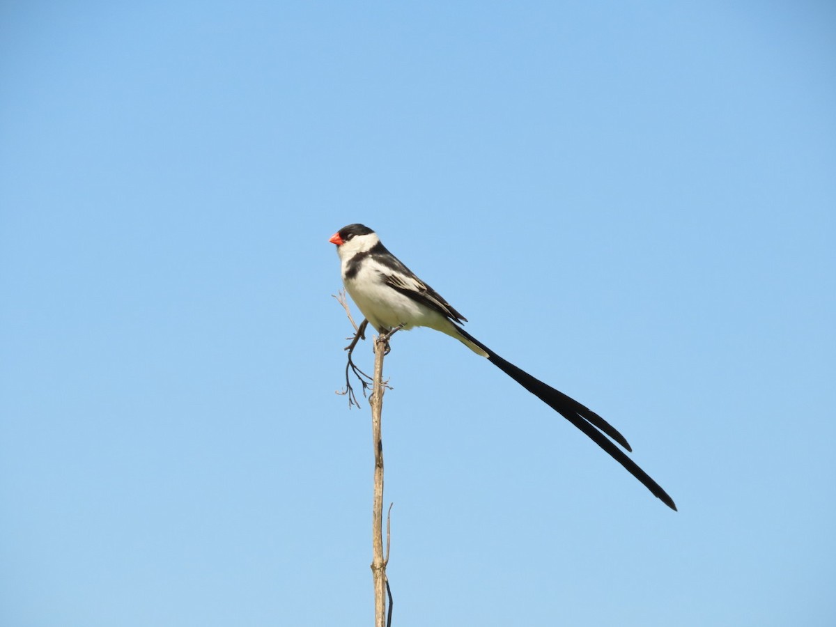 Pin-tailed Whydah - ML396600151