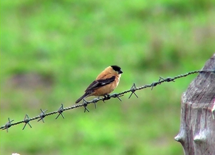 Copper Seedeater - ML396602161