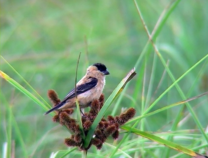 Copper Seedeater - ML396602171