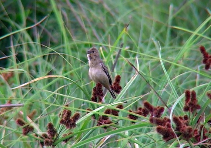 Copper Seedeater - ML396602191