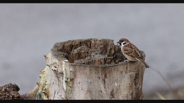 Eurasian Tree Sparrow - ML396603071