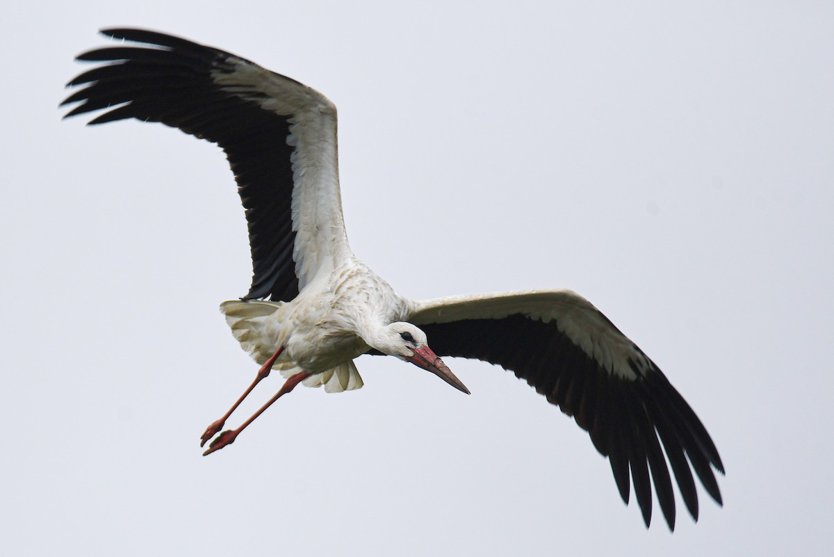 White Stork - ML396610381
