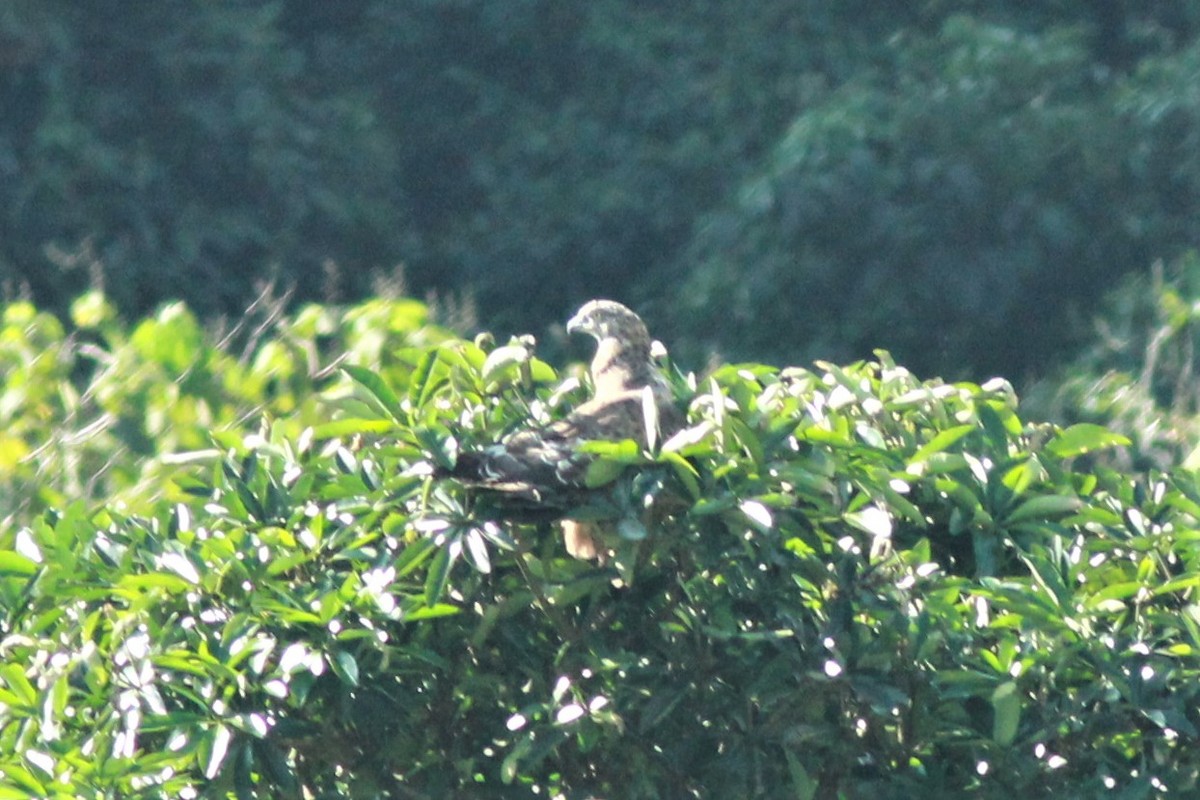 Oriental Honey-buzzard - ML396613461