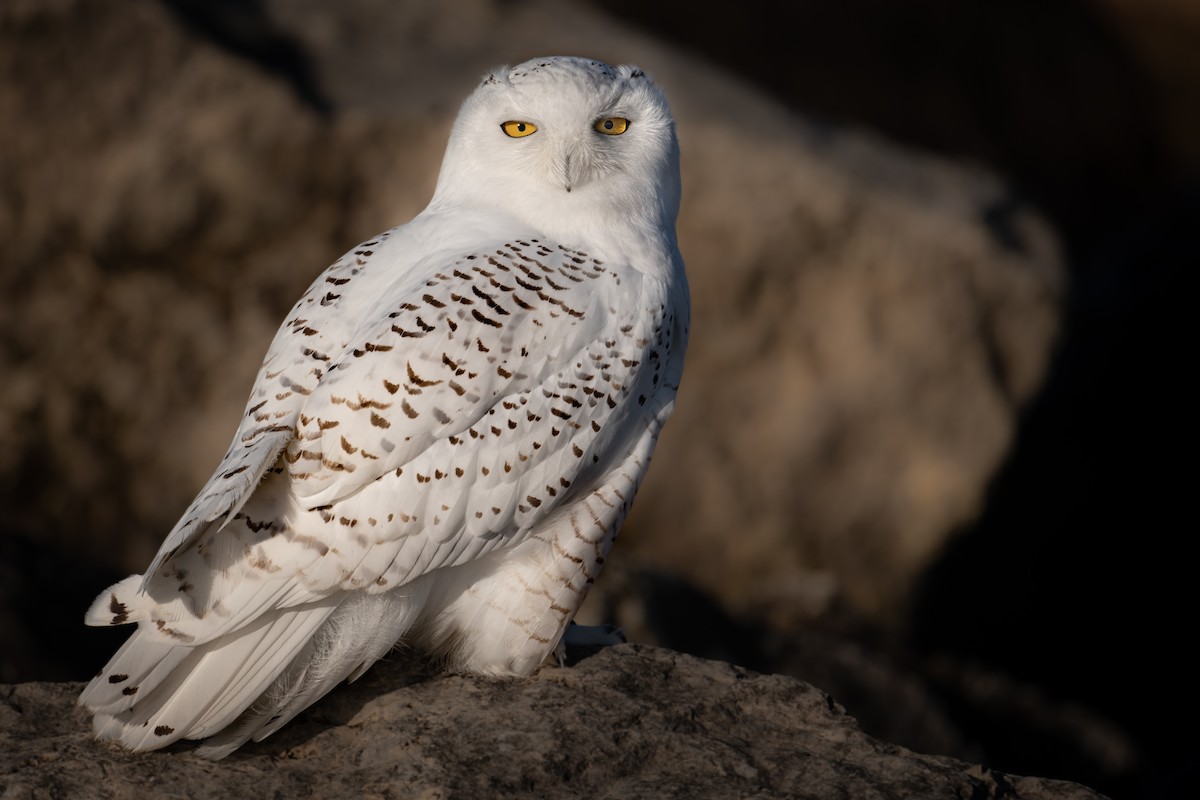 Snowy Owl - ML396613861