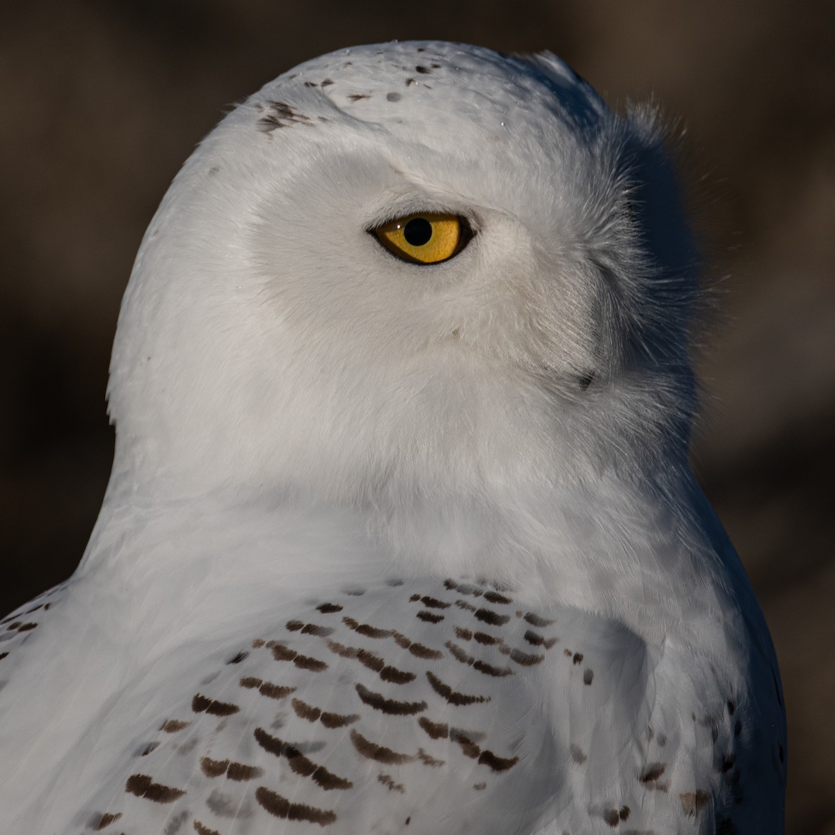 Snowy Owl - ML396613931