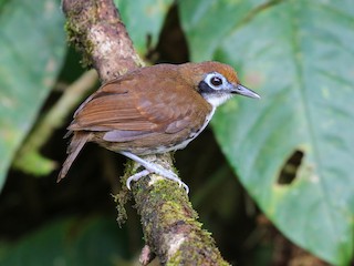  - Bicolored Antbird