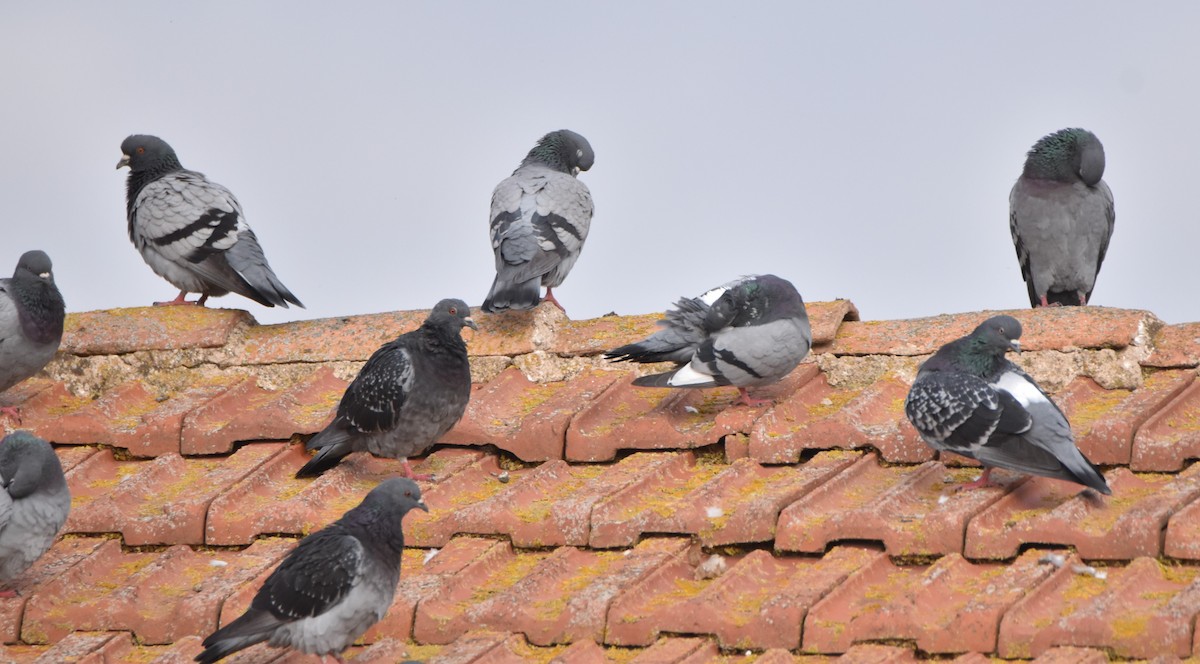 Rock Pigeon (Feral Pigeon) - Jaume Lopez Puigbó