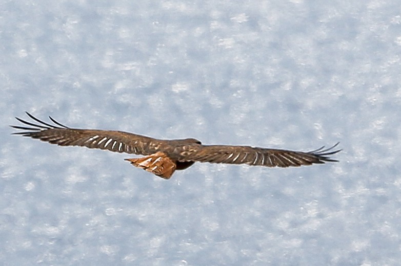 Red-tailed Hawk (socorroensis) - ML396626571