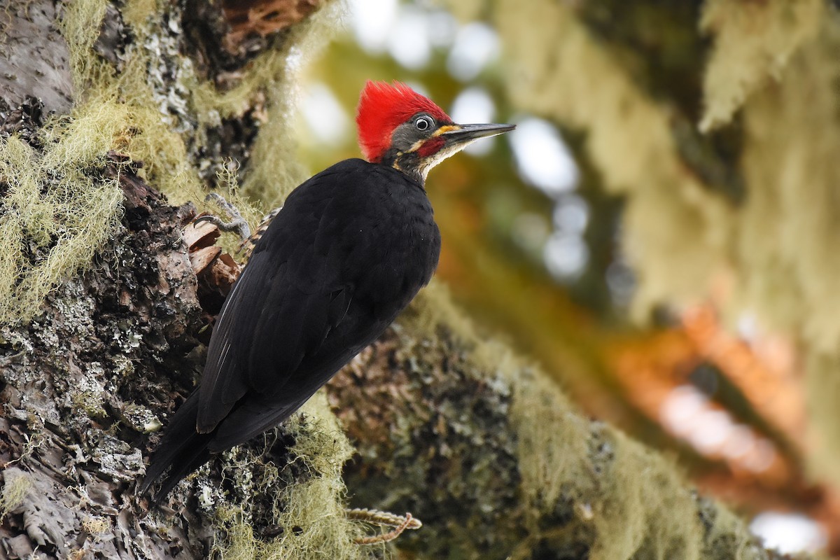 Lineated Woodpecker - Guilherme  Willrich