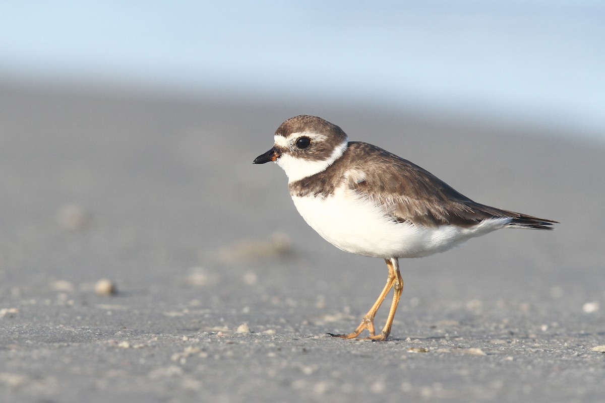 Semipalmated Plover - Volker Hesse