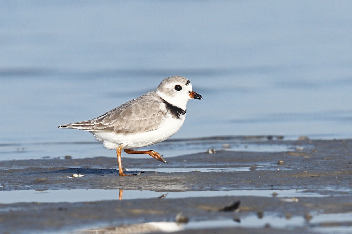 Piping Plover - ML39662751