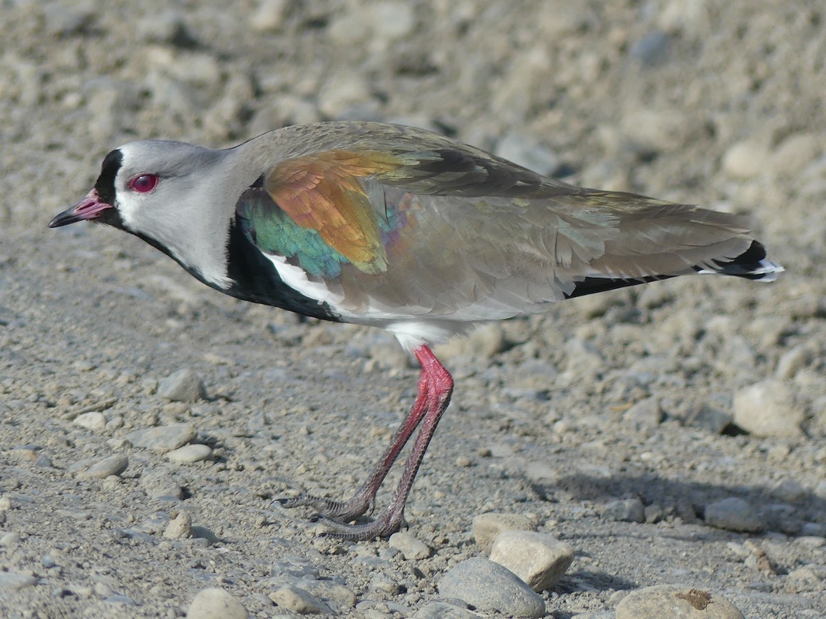 Southern Lapwing - Maggie Geer