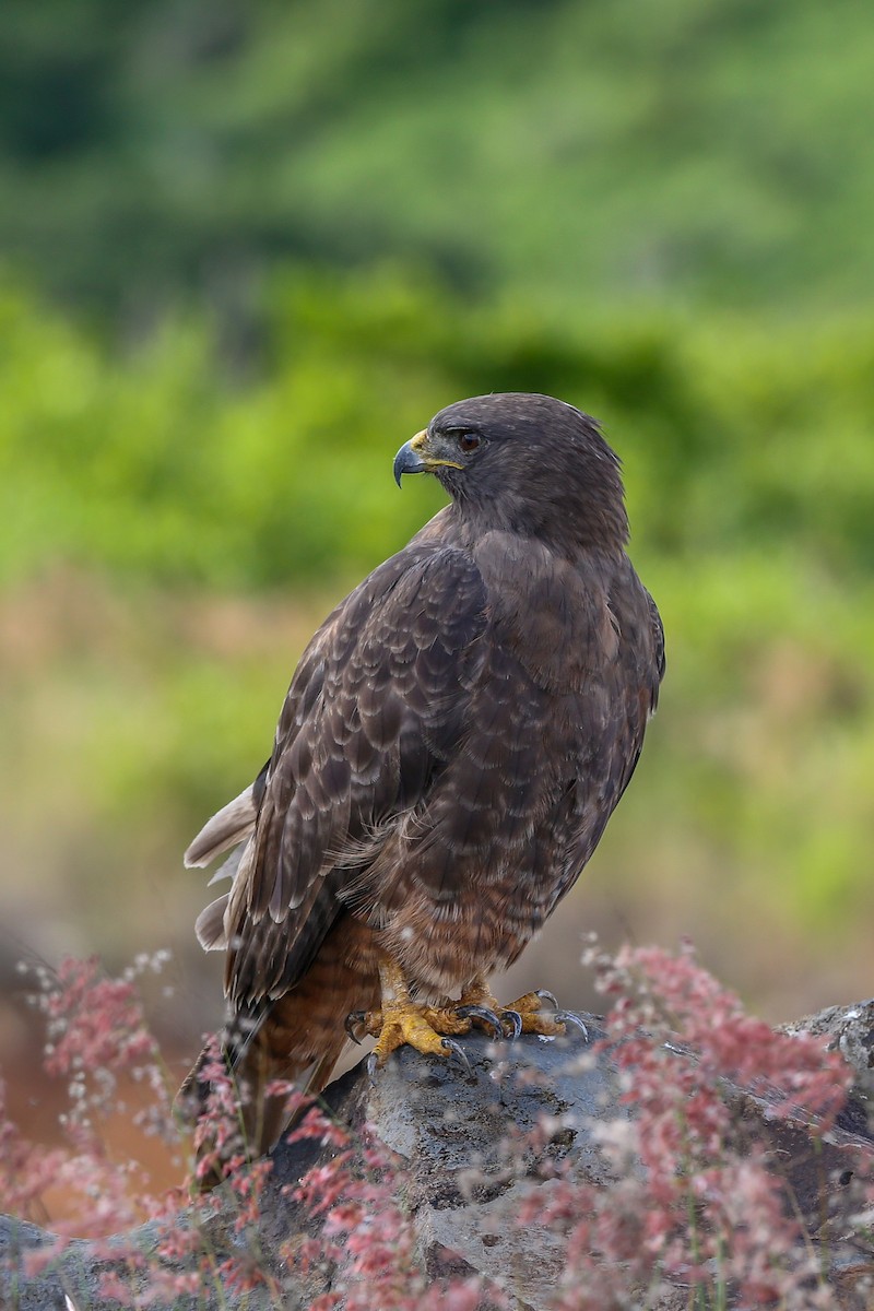 Red-tailed Hawk (socorroensis) - ML396628611
