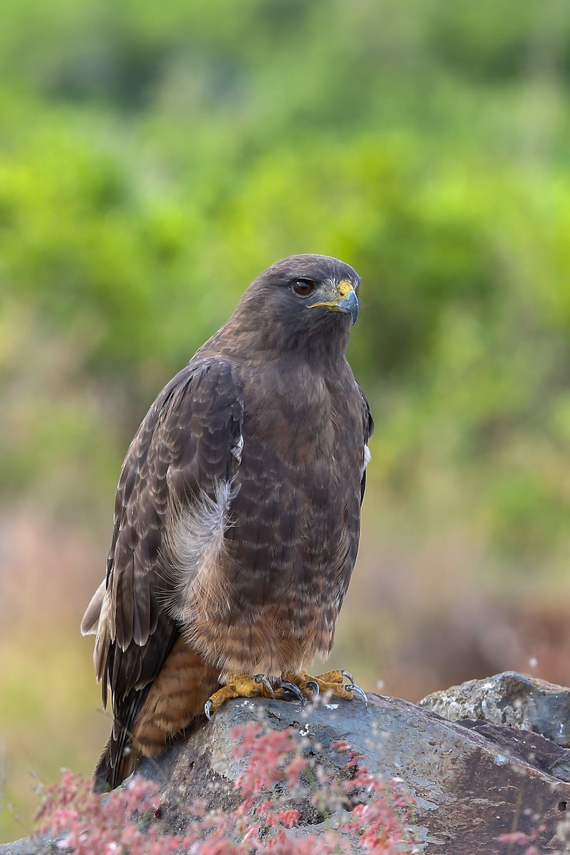 Red-tailed Hawk (socorroensis) - ML396628621