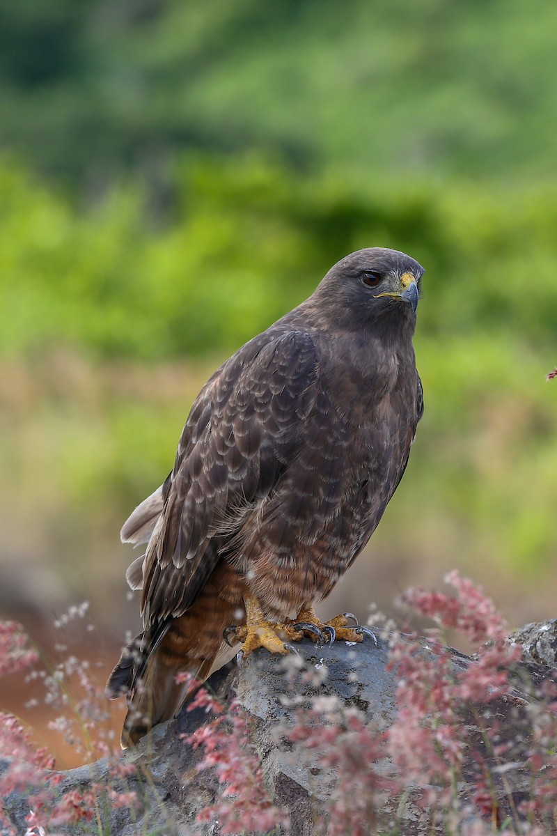 Red-tailed Hawk (socorroensis) - ML396628631