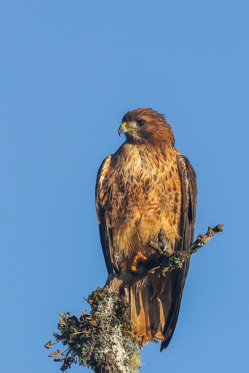 Red-tailed Hawk (socorroensis) - ML396630781