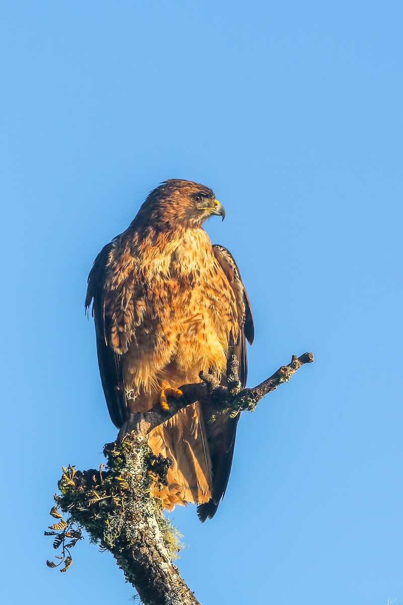 Red-tailed Hawk (socorroensis) - ML396630841