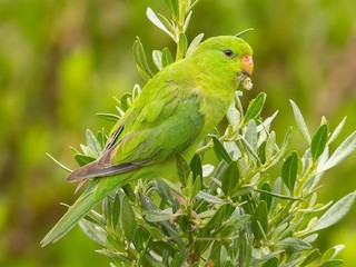  - Mountain Parakeet