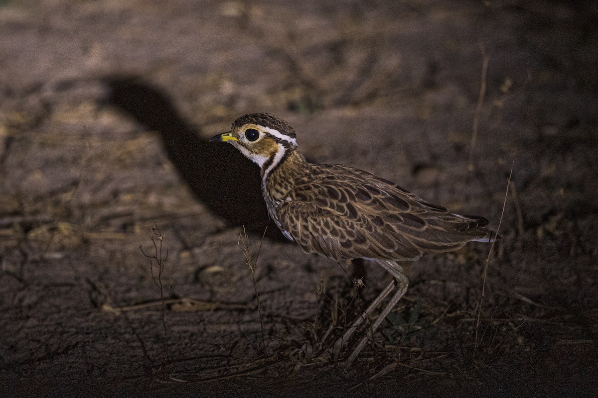 Three-banded Courser - ML396637411
