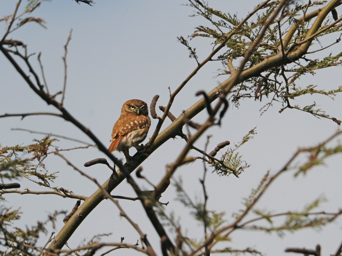 Peruvian Pygmy-Owl - ML39664111