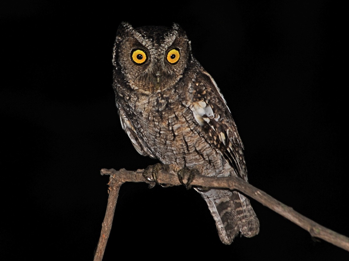 Peruvian Screech-Owl (pacificus) - ML39664121