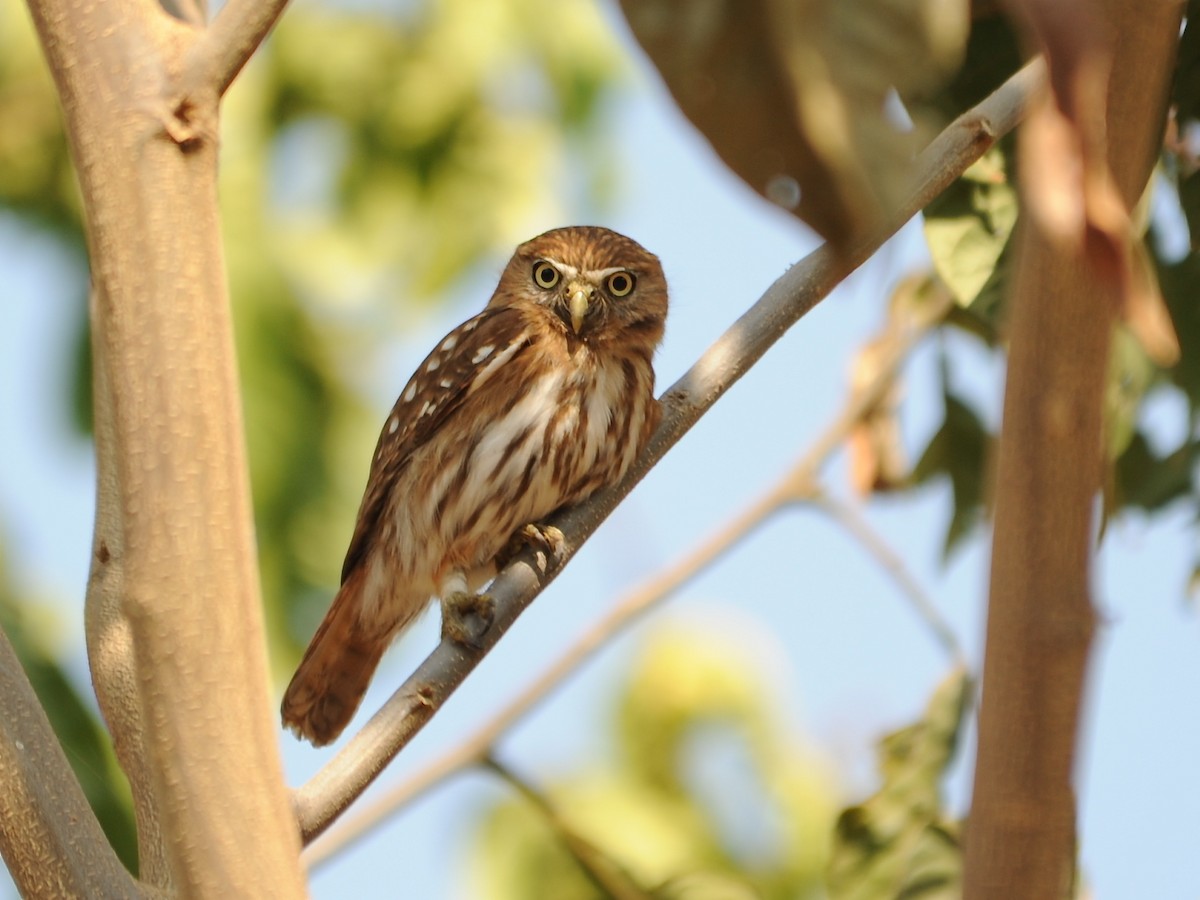 Peruvian Pygmy-Owl - Alan Van Norman