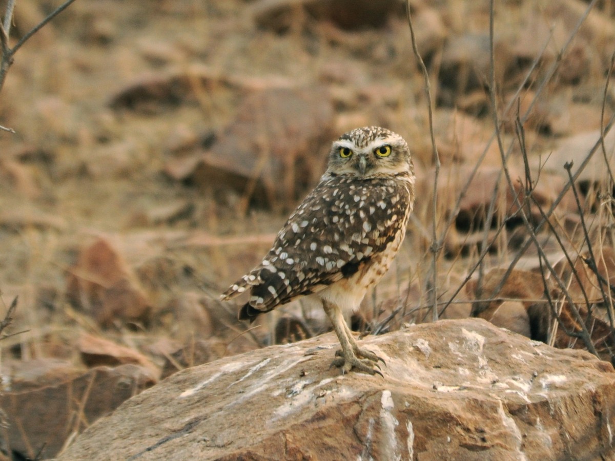 Burrowing Owl - ML39664161