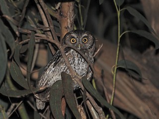  - Koepcke's Screech-Owl