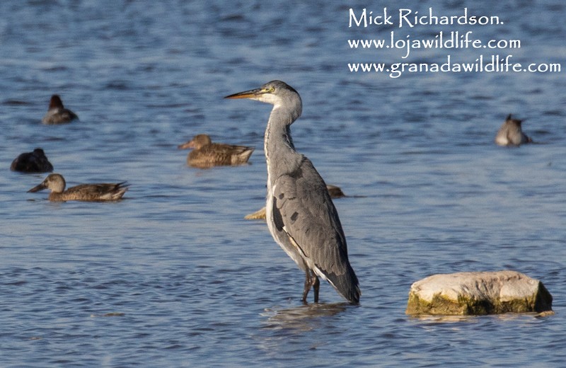 Gray Heron - Mick Richardson