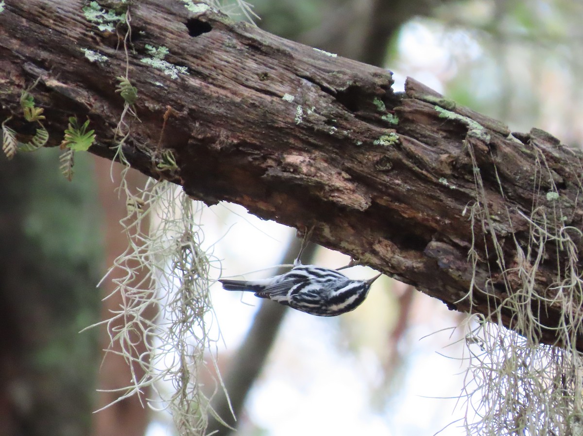 Black-and-white Warbler - ML396643151