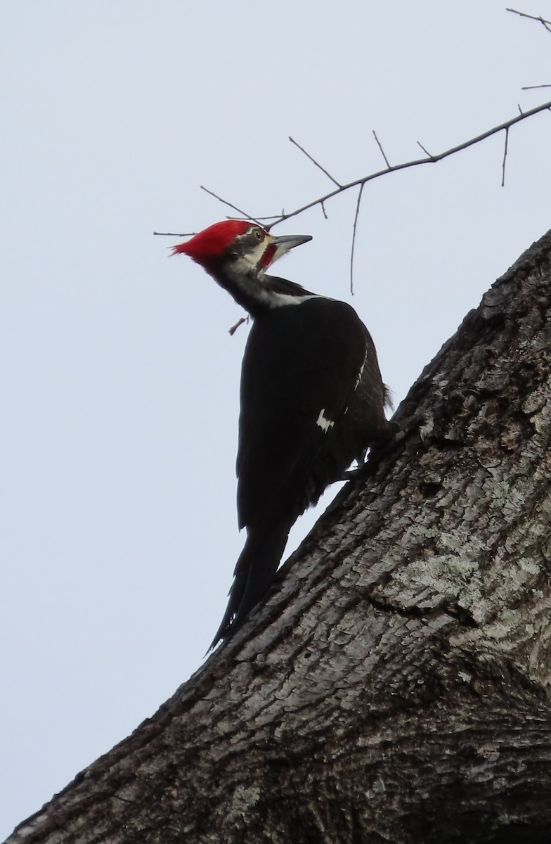 Pileated Woodpecker - ML396648301