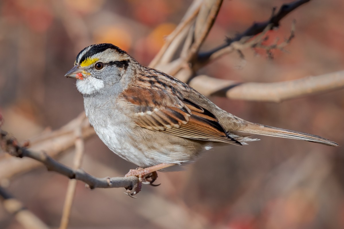 White-throated Sparrow - Andy Wilson
