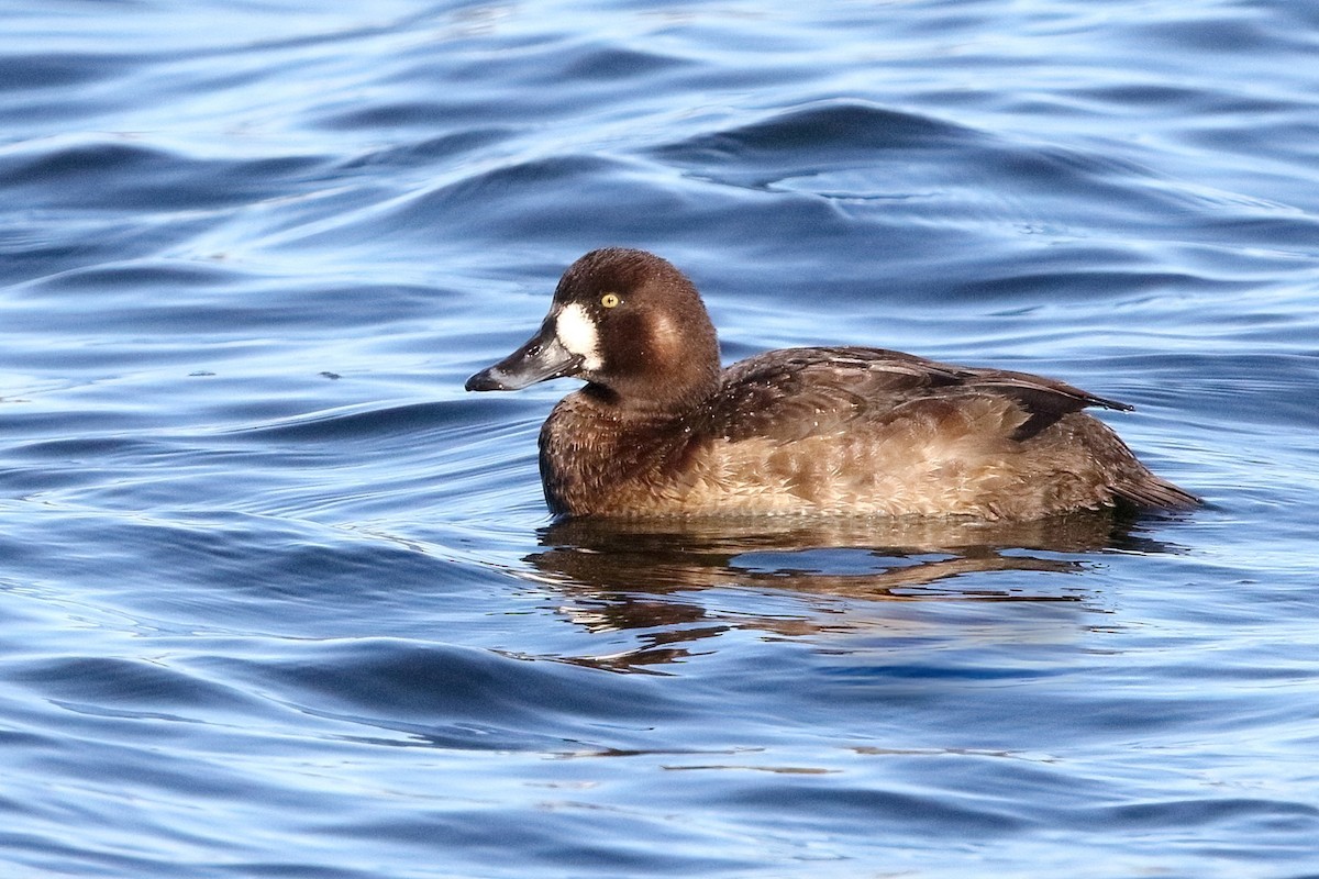 Greater Scaup - Sam Zhang