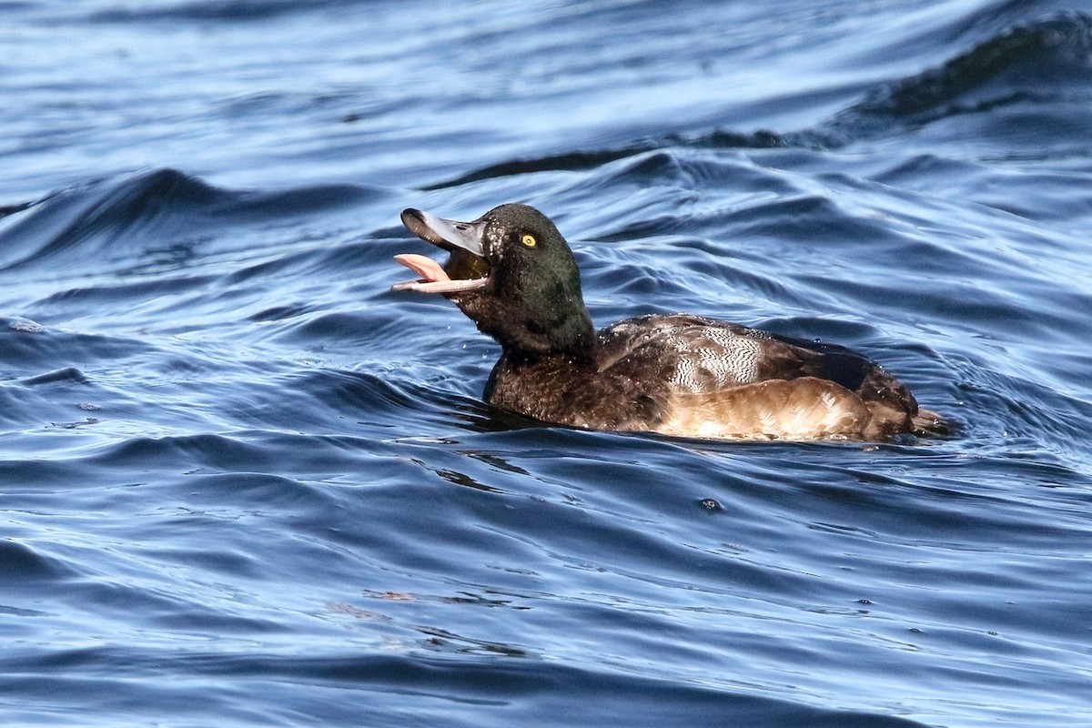 Greater Scaup - ML396650591