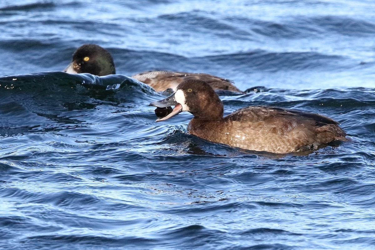 Greater Scaup - ML396650601
