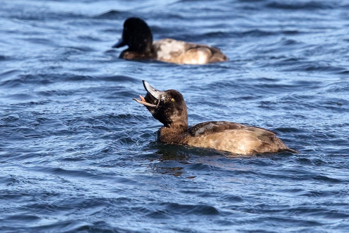 Greater Scaup - ML396650611