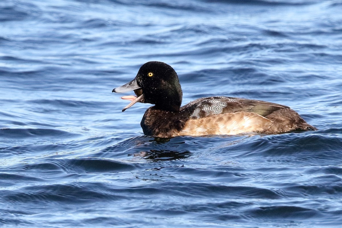 Greater Scaup - ML396650651