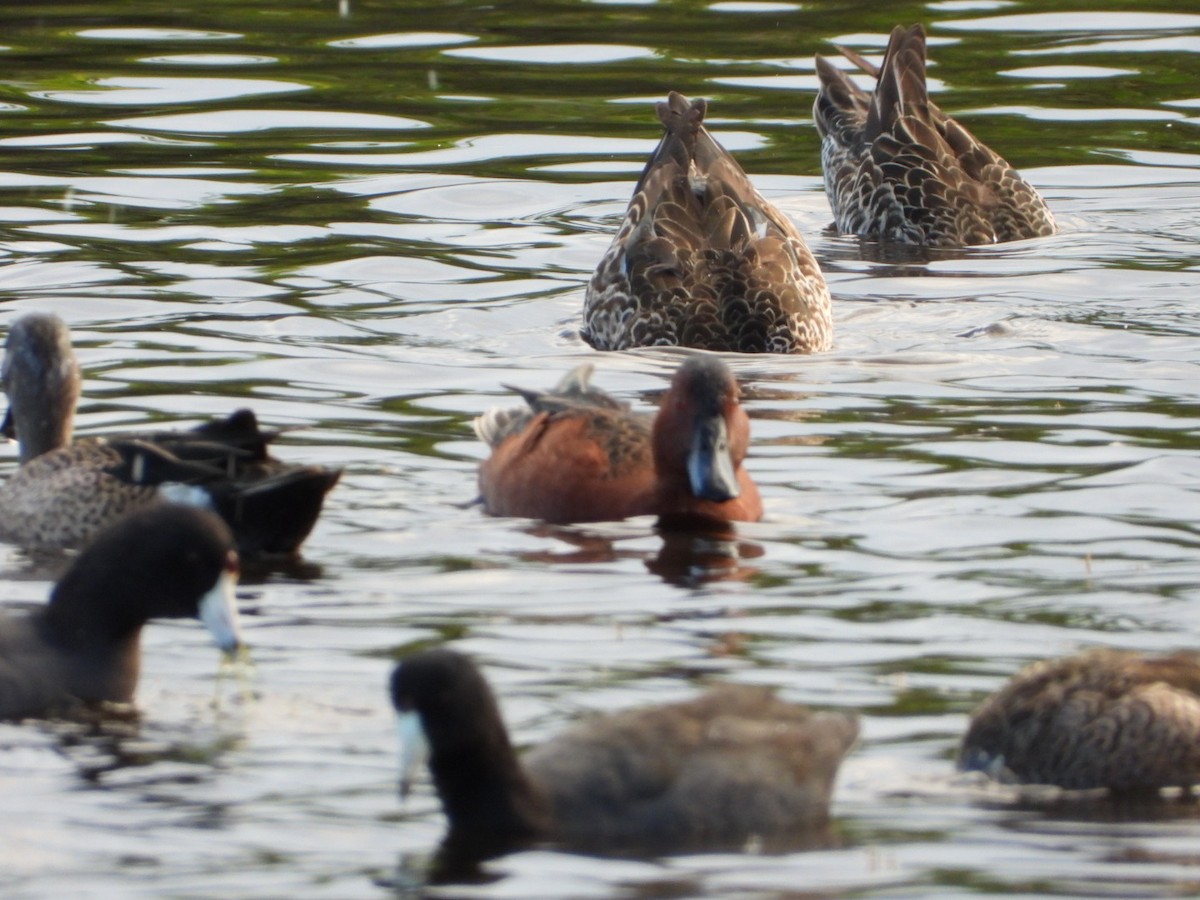 eBird Checklist 16 Dec 2021 Merritt Island NWRBlack Point