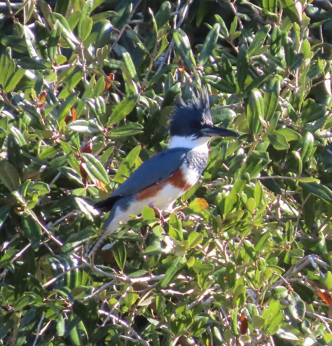 Belted Kingfisher - ML396652521