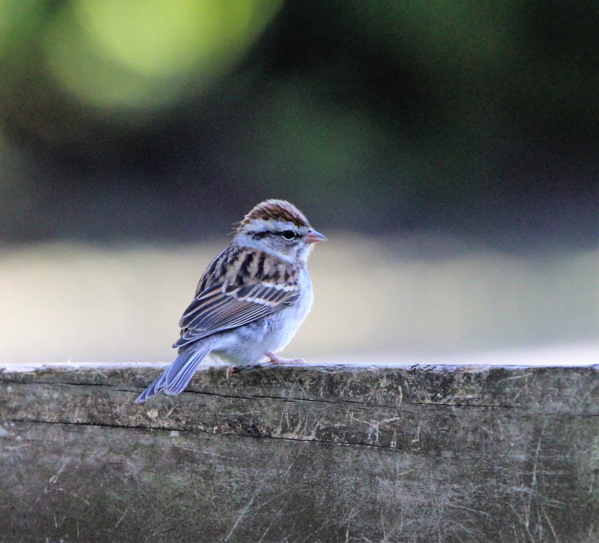 Chipping Sparrow - ML396653271