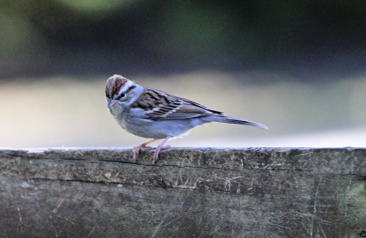 Chipping Sparrow - ML396653301