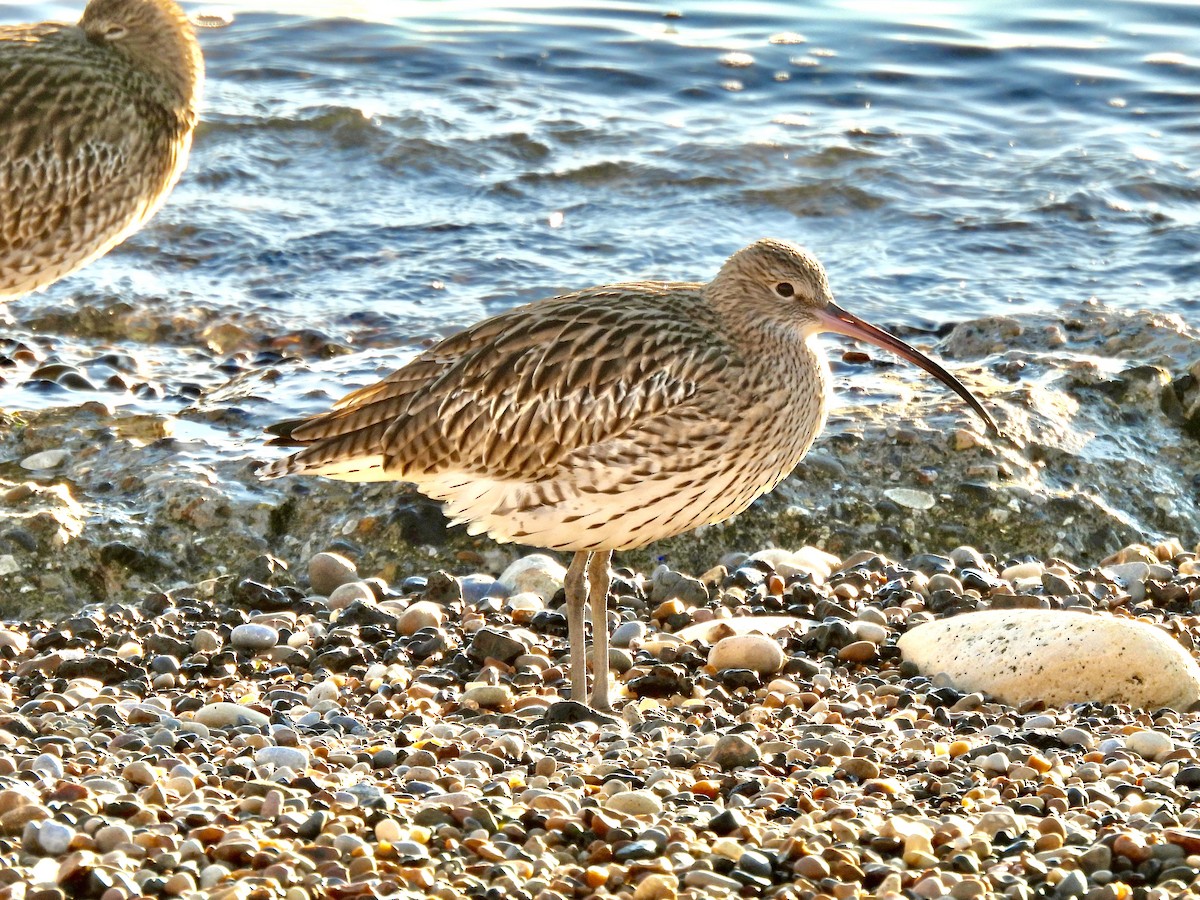 Eurasian Curlew - Andrew Wappat