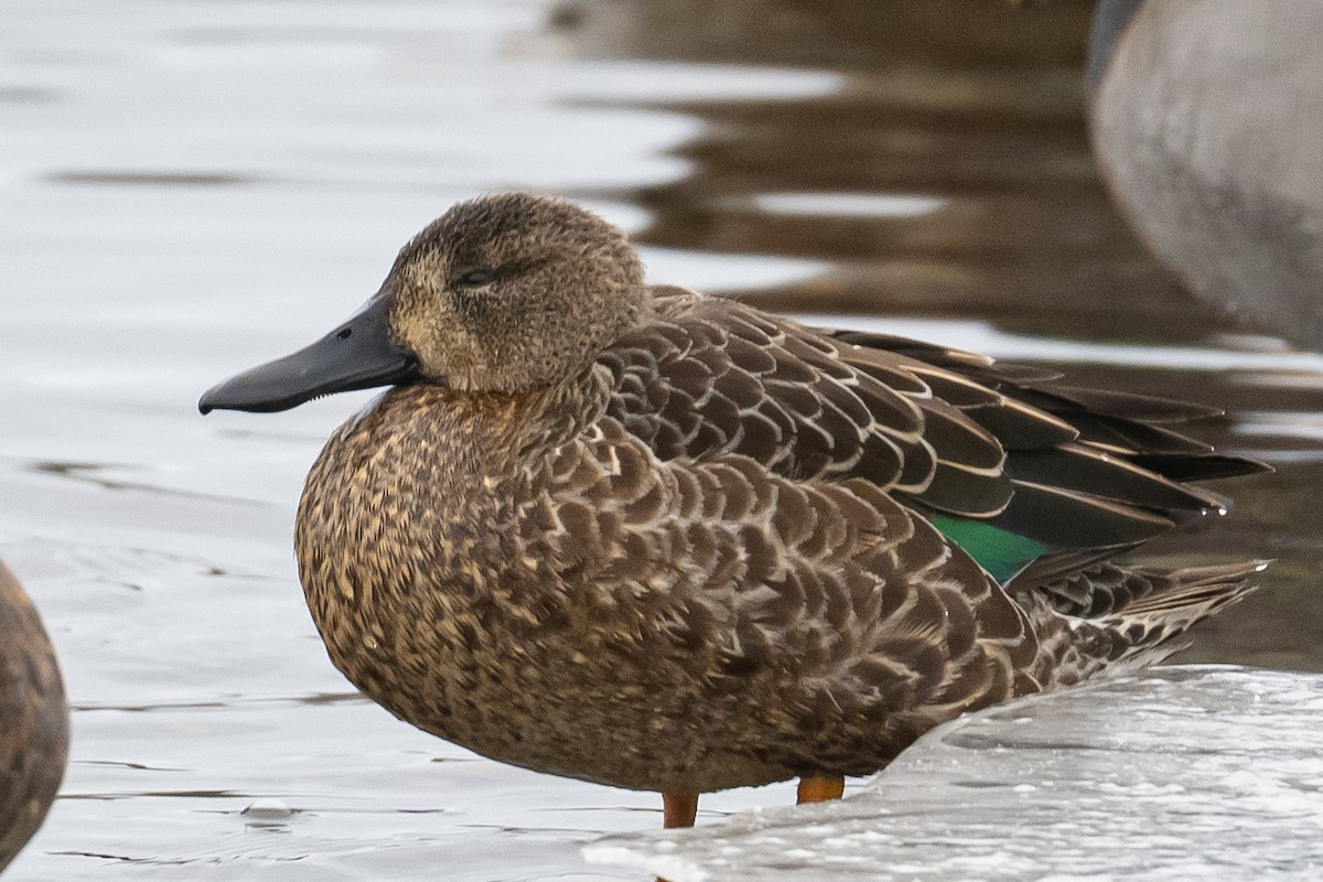 Blue-winged Teal - ML396655901