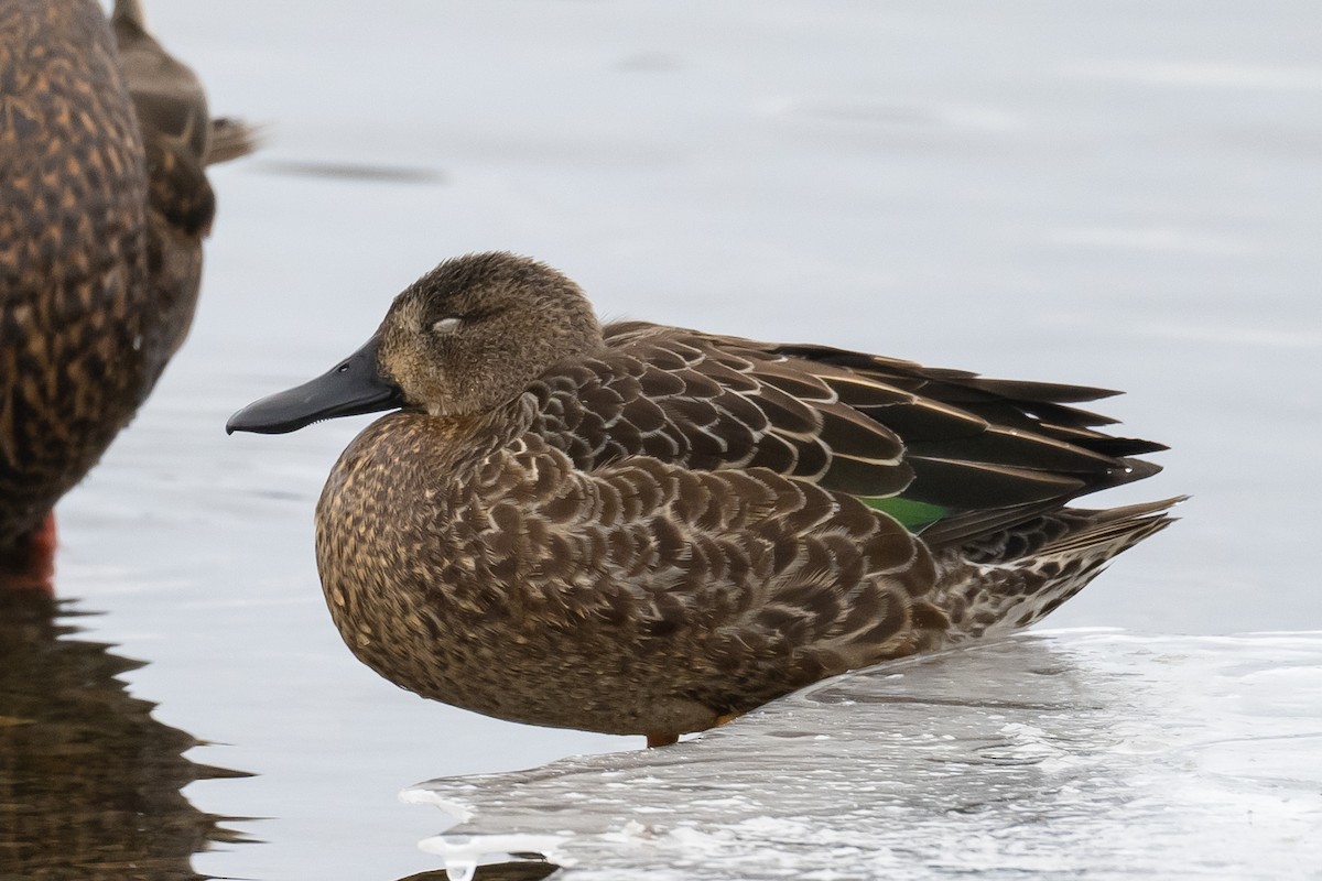 Blue-winged Teal - ML396655931