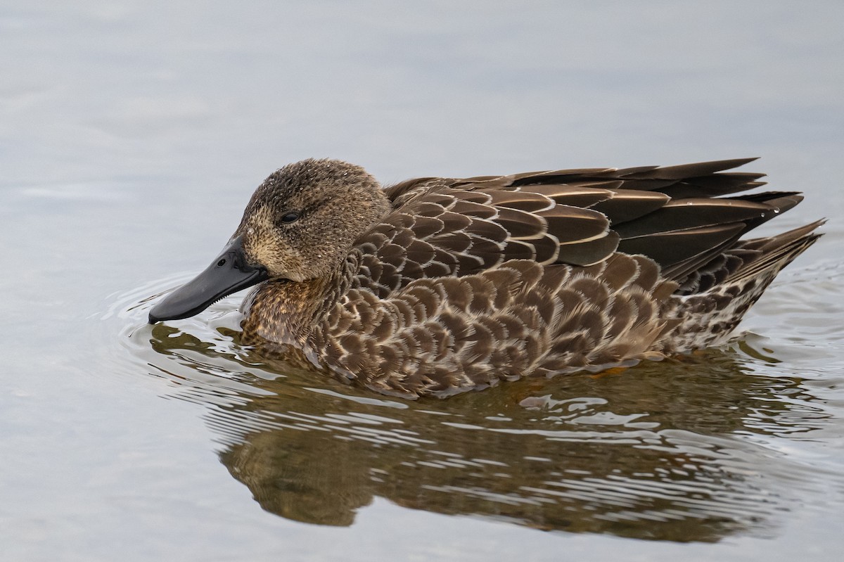Blue-winged Teal - ML396656021