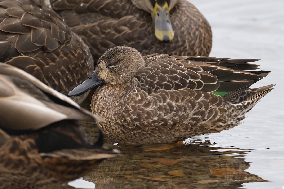 Blue-winged Teal - ML396656051
