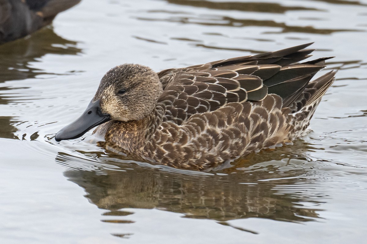 Blue-winged Teal - ML396656061